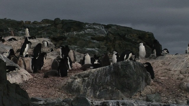 Пінгвін антарктичний - ML466674