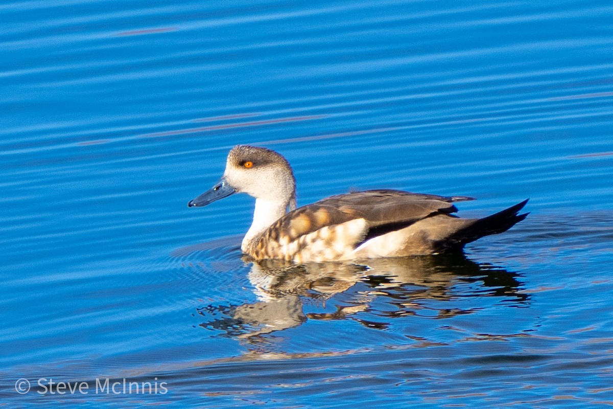 Crested Duck - ML466674581
