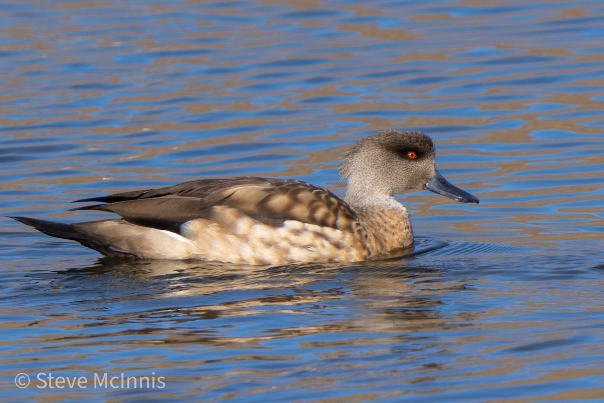 Crested Duck - ML466674631