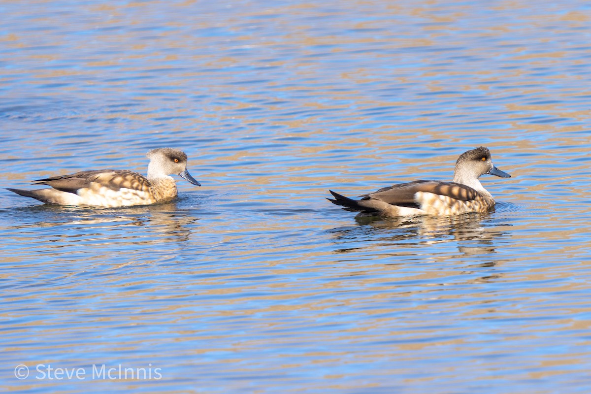 Crested Duck - ML466674641