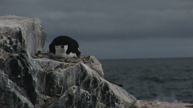 Pingüino Barbijo - ML466675