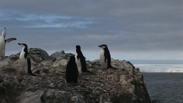 Пінгвін антарктичний - ML466676