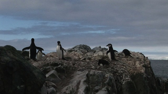 Пінгвін антарктичний - ML466677