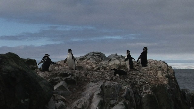 Антарктический пингвин - ML466678