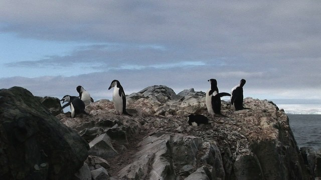 Антарктический пингвин - ML466679
