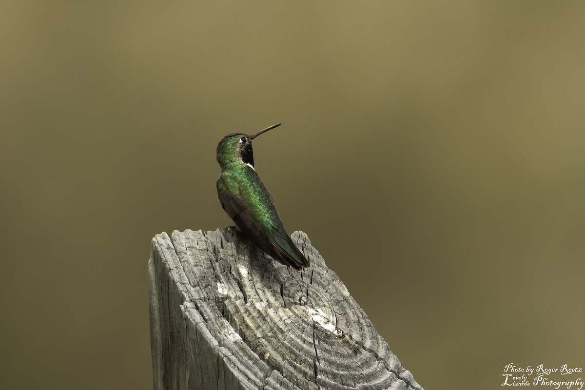 Broad-tailed Hummingbird - ML466679201