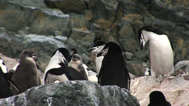 Антарктический пингвин - ML466680