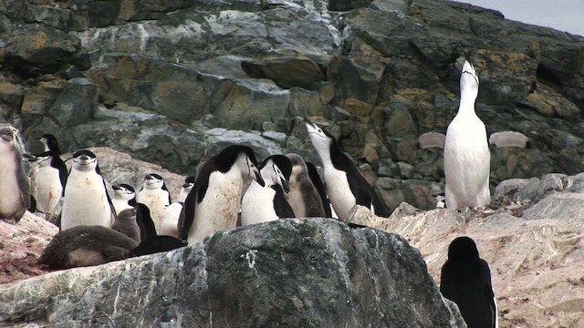 Антарктический пингвин - ML466681