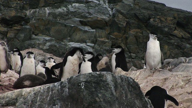Антарктический пингвин - ML466682