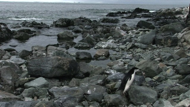 Пінгвін антарктичний - ML466683