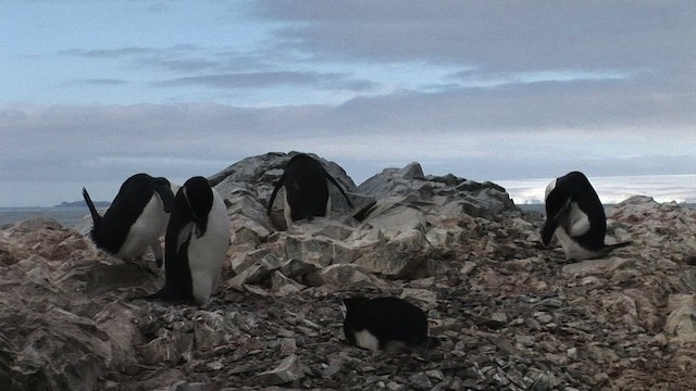Антарктический пингвин - ML466685