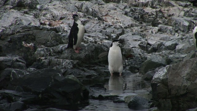 Антарктический пингвин - ML466686