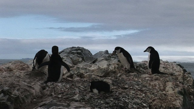 Пінгвін антарктичний - ML466690