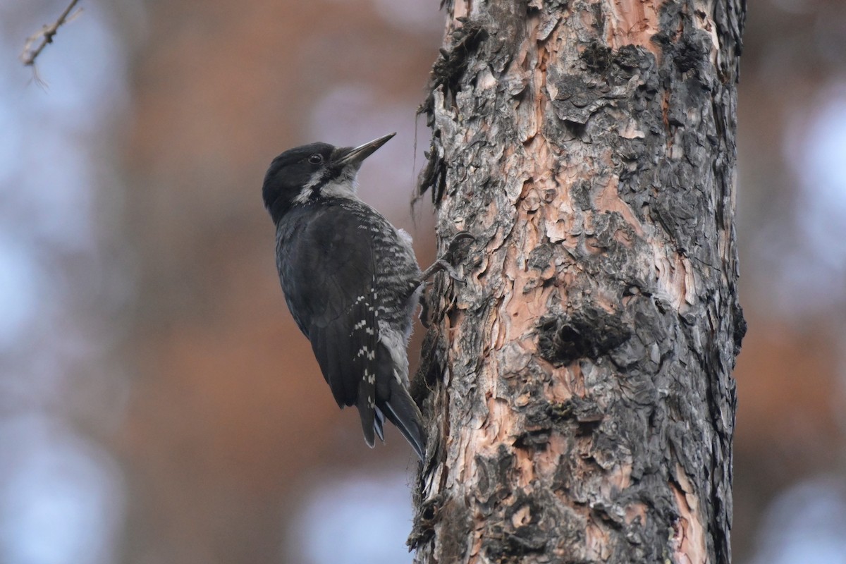 Black-backed Woodpecker - ML466690441