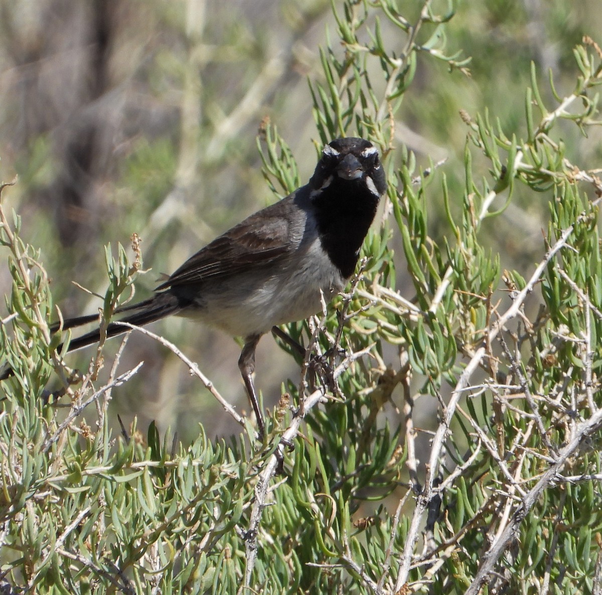 Black-throated Sparrow - ML466695061