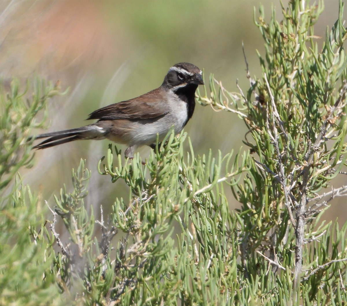 Black-throated Sparrow - ML466695071