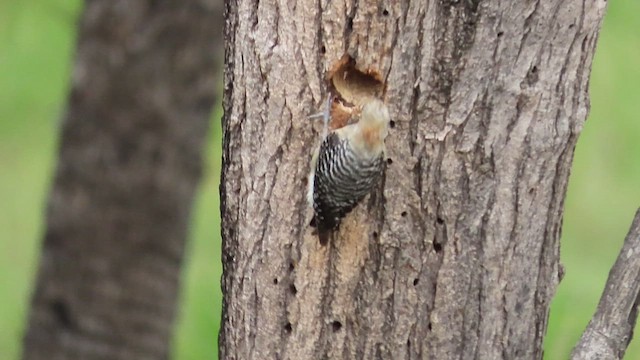 Red-crowned Woodpecker - ML466696051
