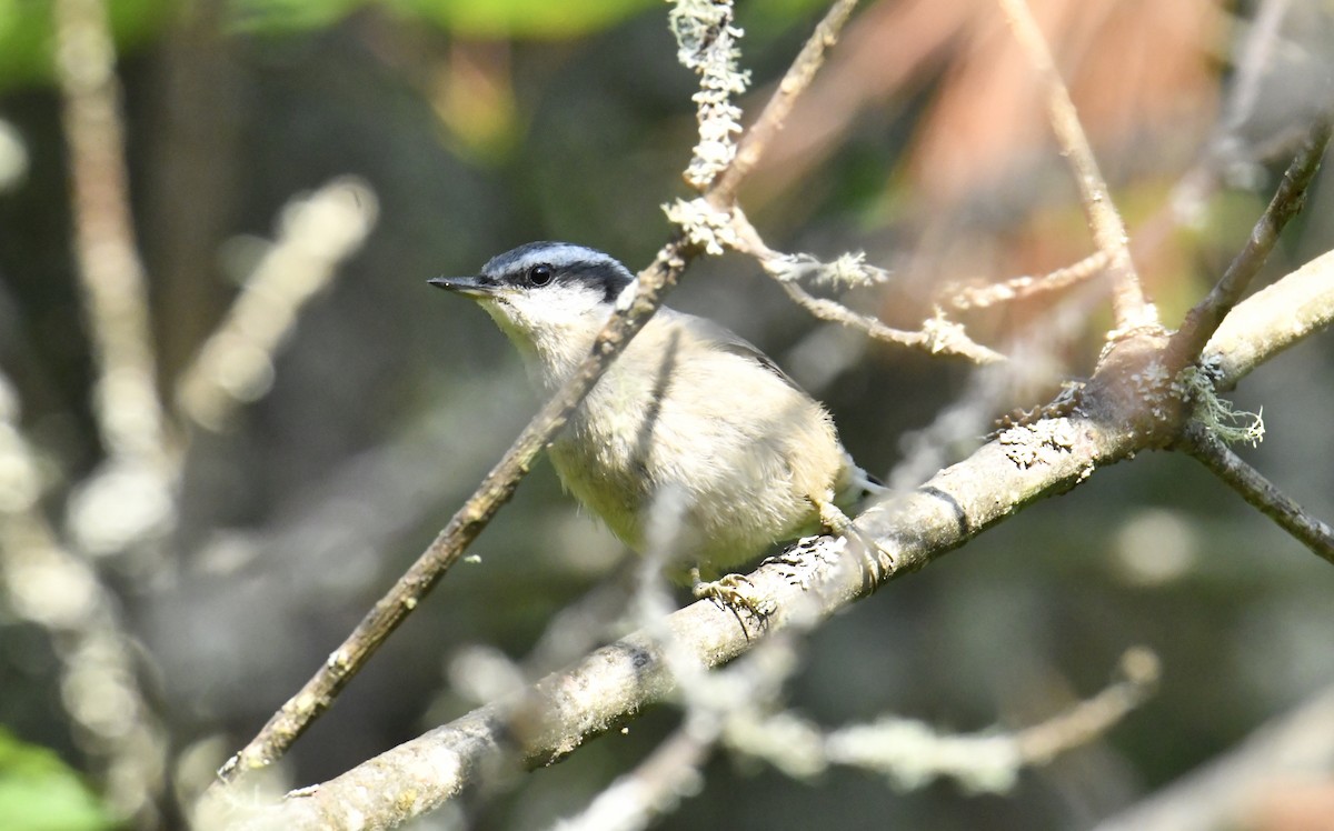 Red-breasted Nuthatch - ML466698001