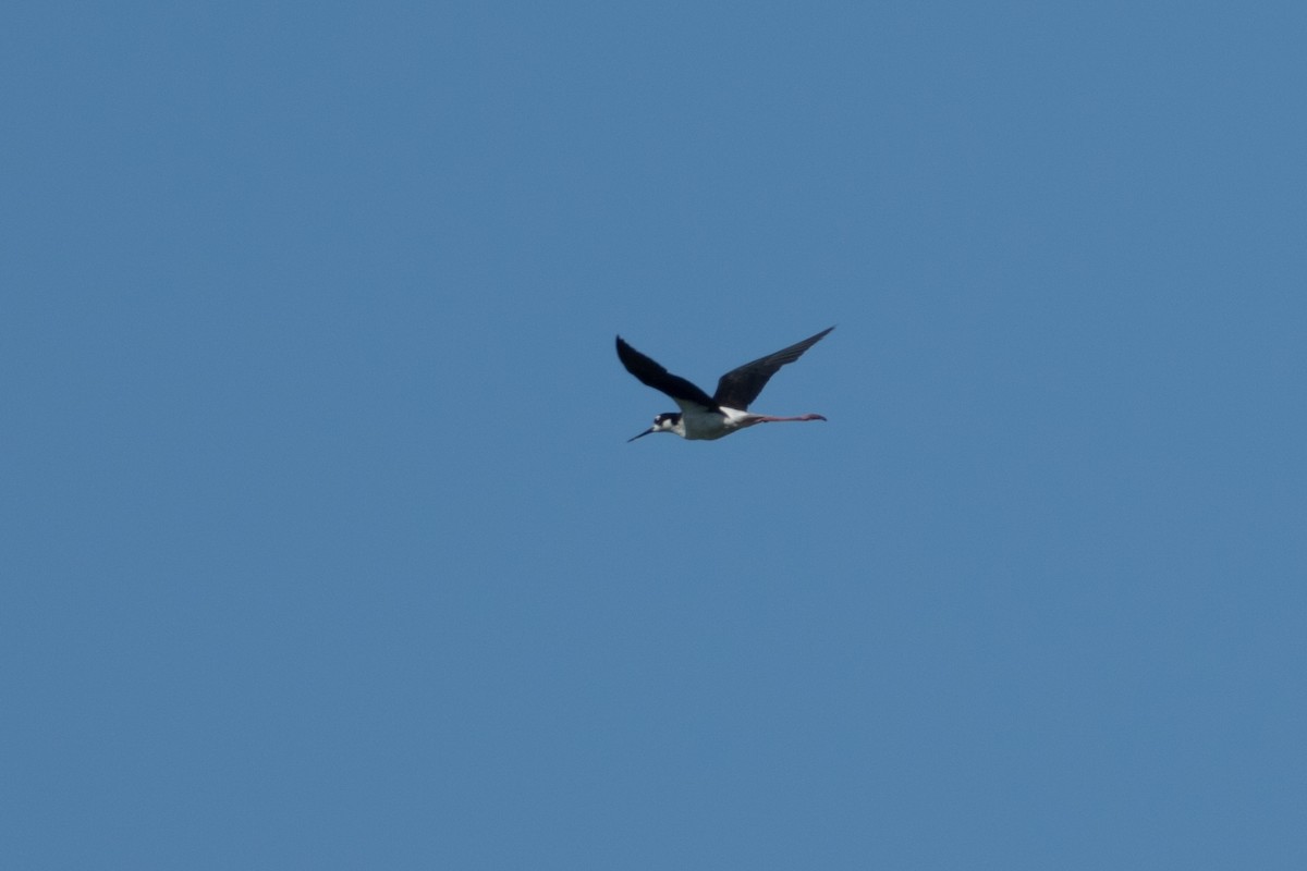 eBird Checklist - 11 Jul 2022 - Milford Neck Wildlife Area--Big Stone ...