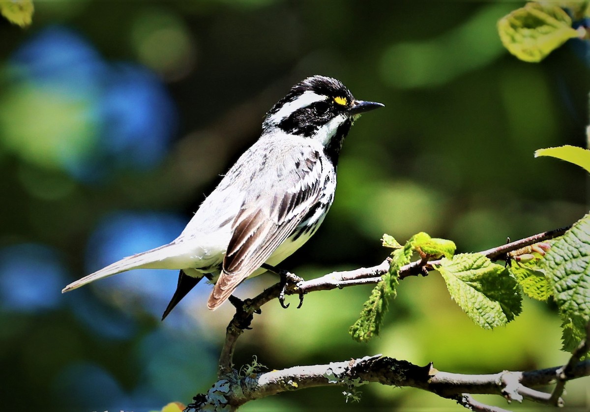 Black-throated Gray Warbler - ML466711381