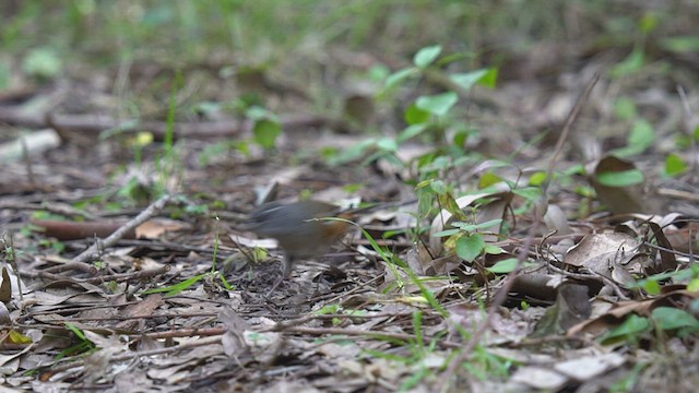 Gray-throated Warbling Finch - ML466715741