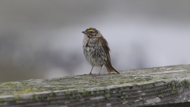 Savannah Sparrow (Savannah) - ML466720351
