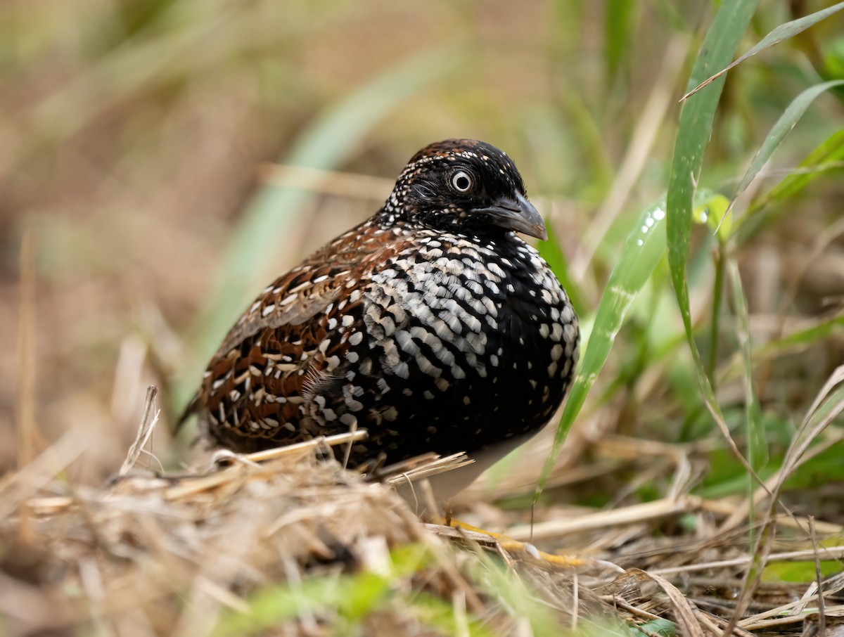 Black-breasted Buttonquail - ML466721141