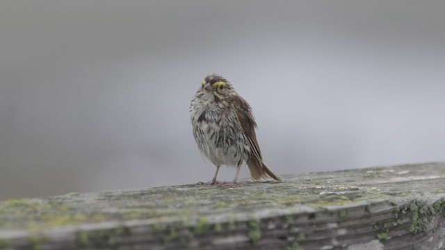 Savannah Sparrow (Savannah) - ML466721191