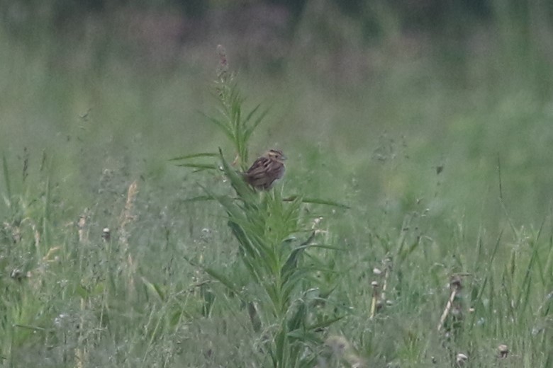 LeConte's Sparrow at Brassey Creek by Benjamin Pap
