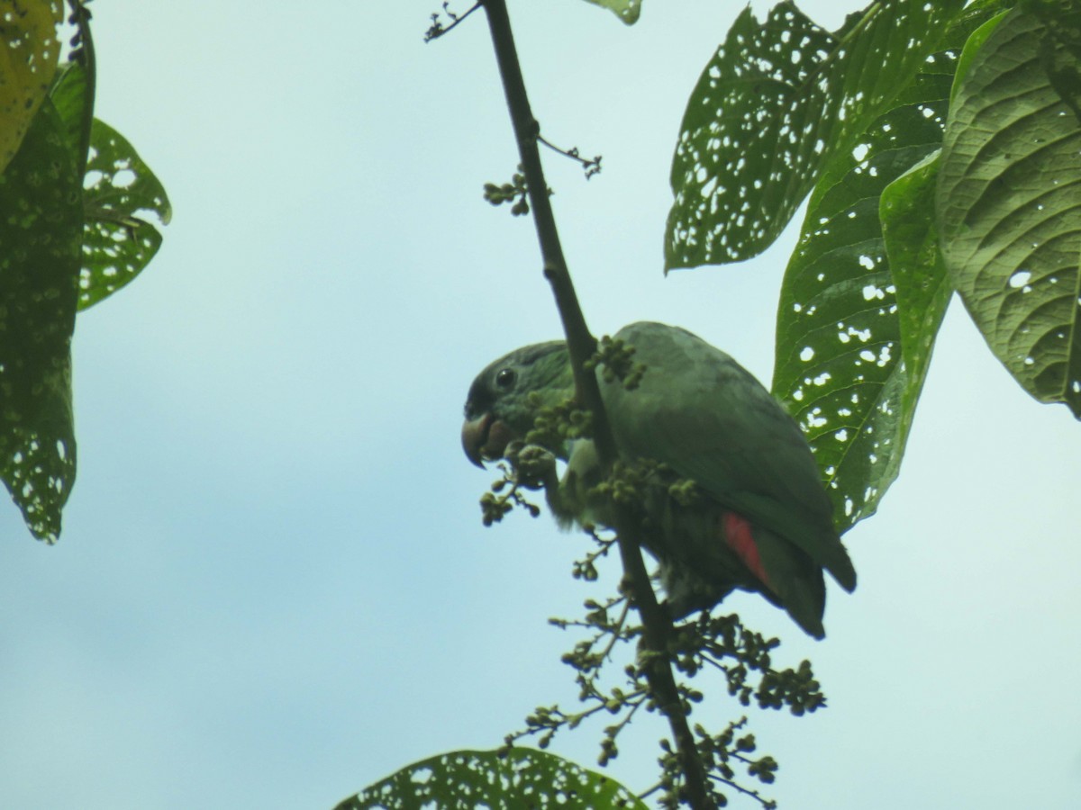 Папуга-червоногуз зеленоголовий - ML466733491