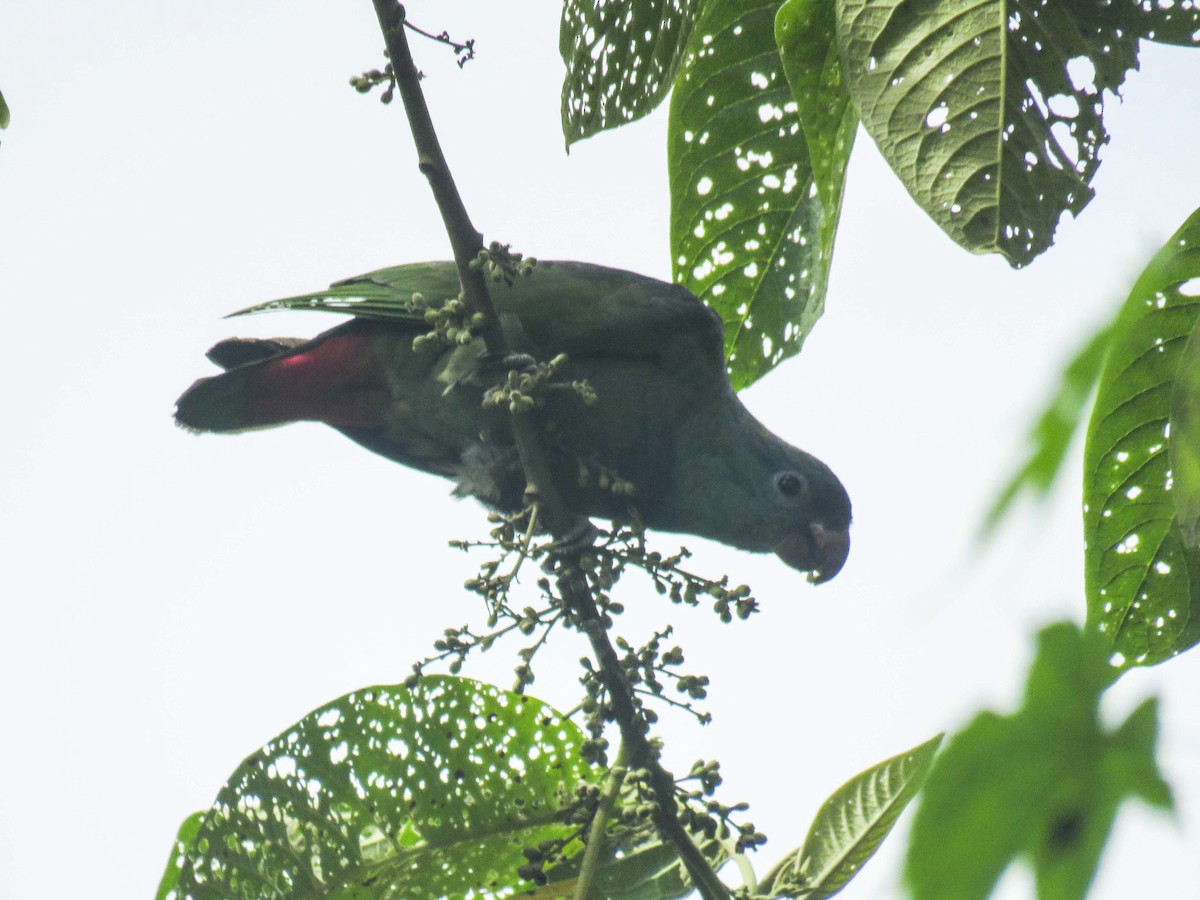 Папуга-червоногуз зеленоголовий - ML466733501