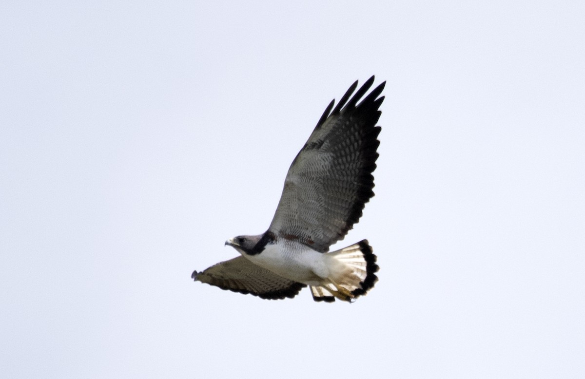 White-tailed Hawk - Eduardo Vieira 17