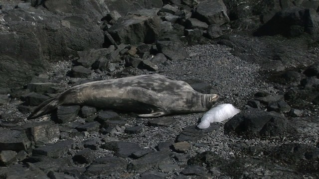 Weddell Seal - ML466736