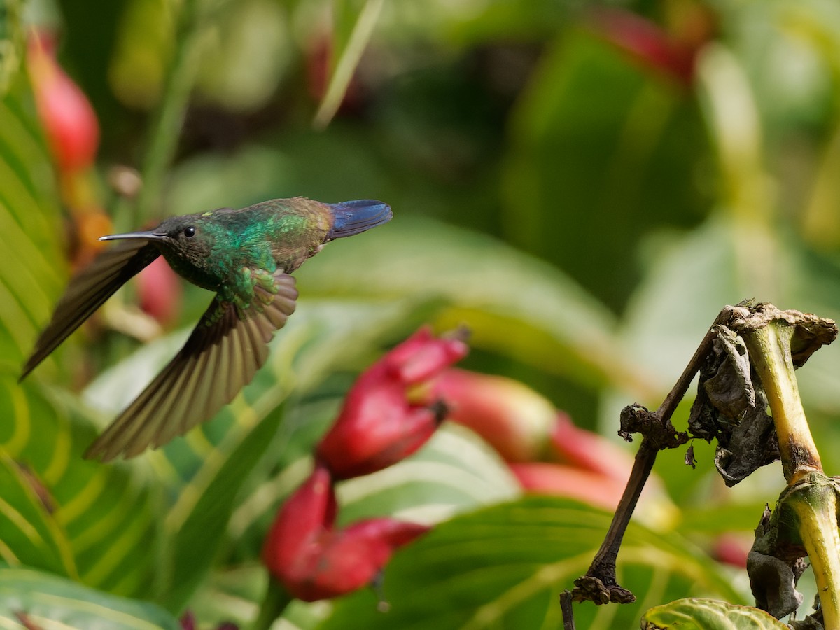 Blue-vented Hummingbird - Chris Allen
