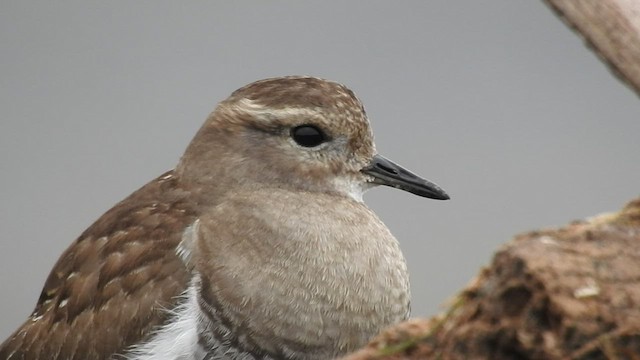 Rufous-chested Dotterel - ML466741721