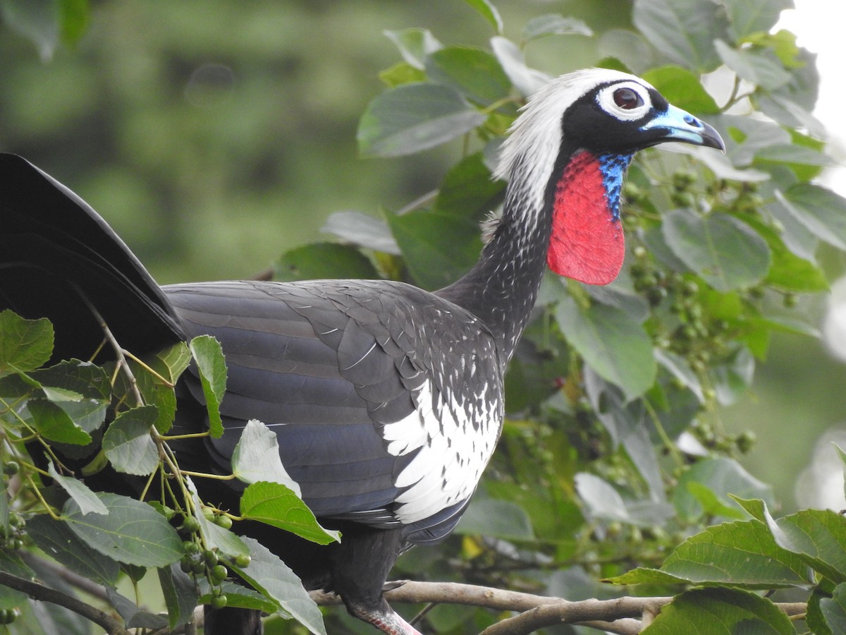 Black-fronted Piping-Guan - ML466745211
