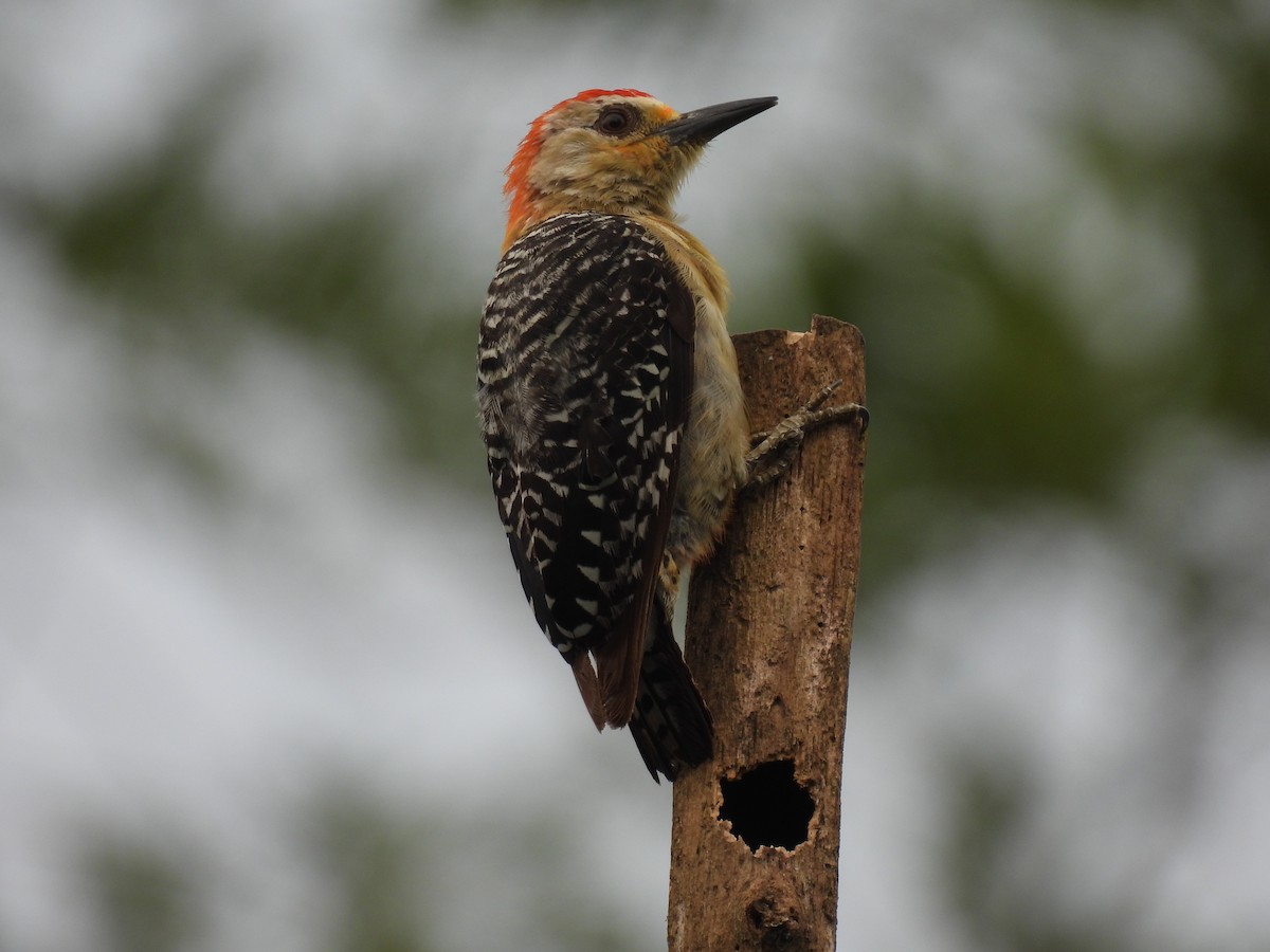 Red-crowned Woodpecker - Jorge Alcalá