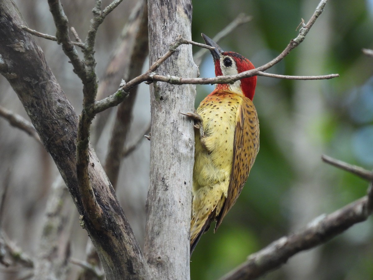 Spot-breasted Woodpecker - ML466747881
