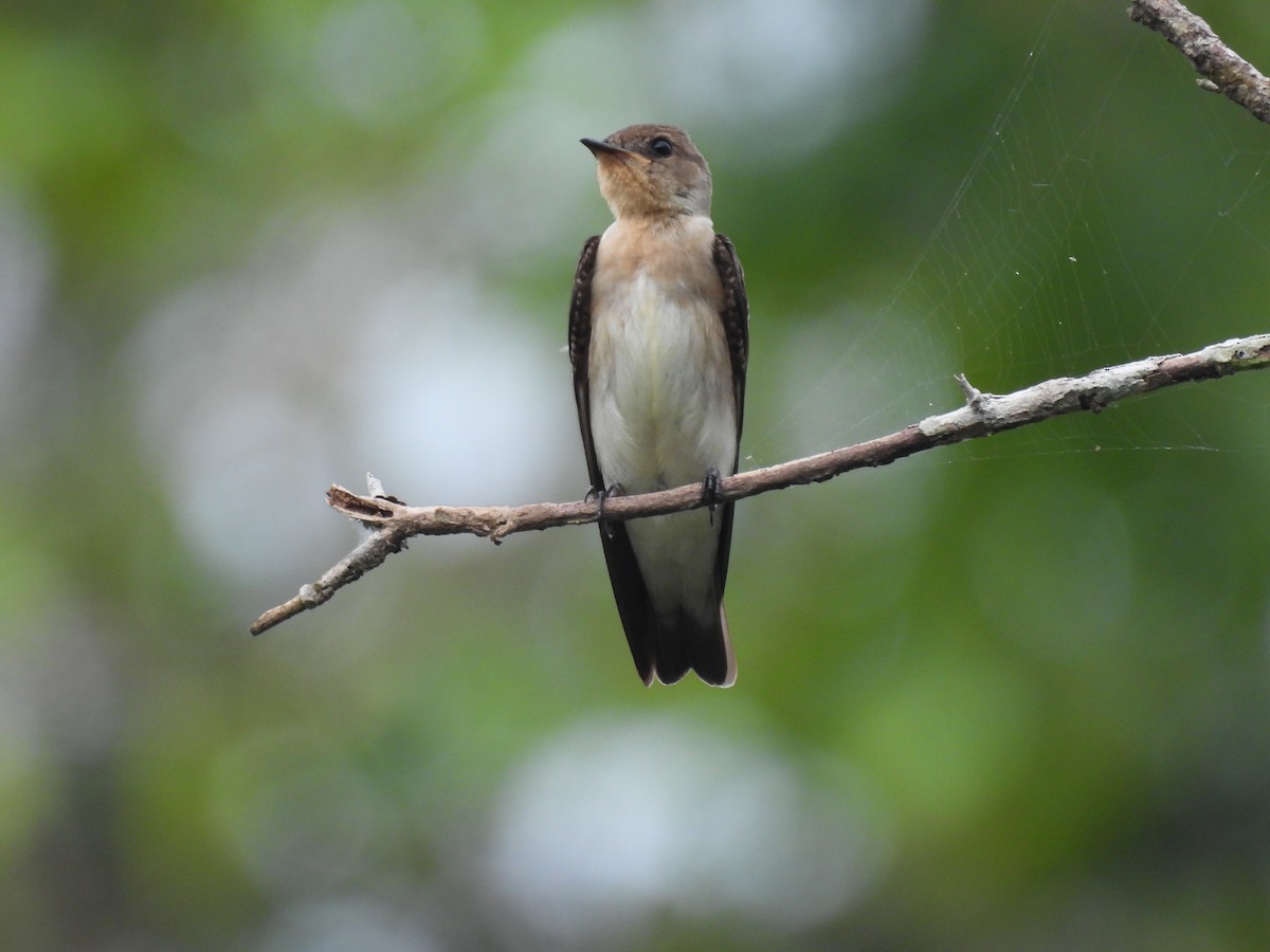 Southern Rough-winged Swallow - Jorge Alcalá