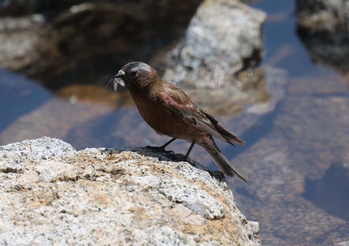 Gray-crowned Rosy-Finch - ML466751071