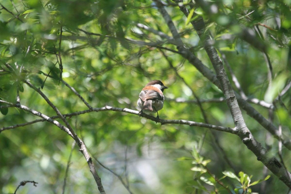 eBird Checklist 2 Apr 2011 Elkhorn Slough 12 species