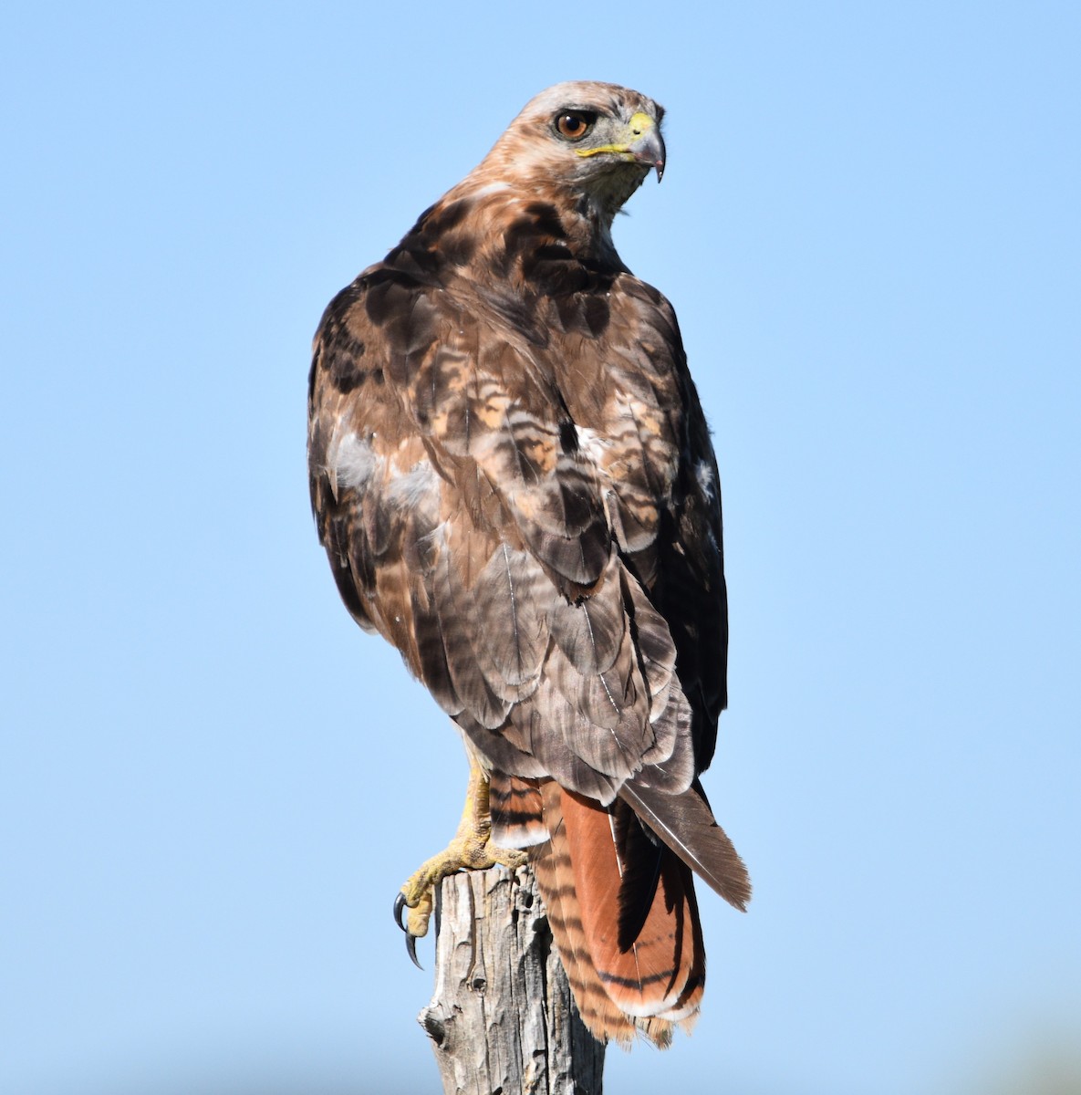 Red-tailed Hawk - ML466758051
