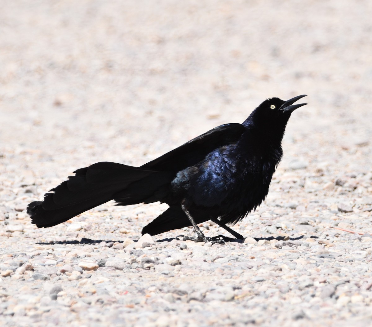 Great-tailed Grackle - ML466758131