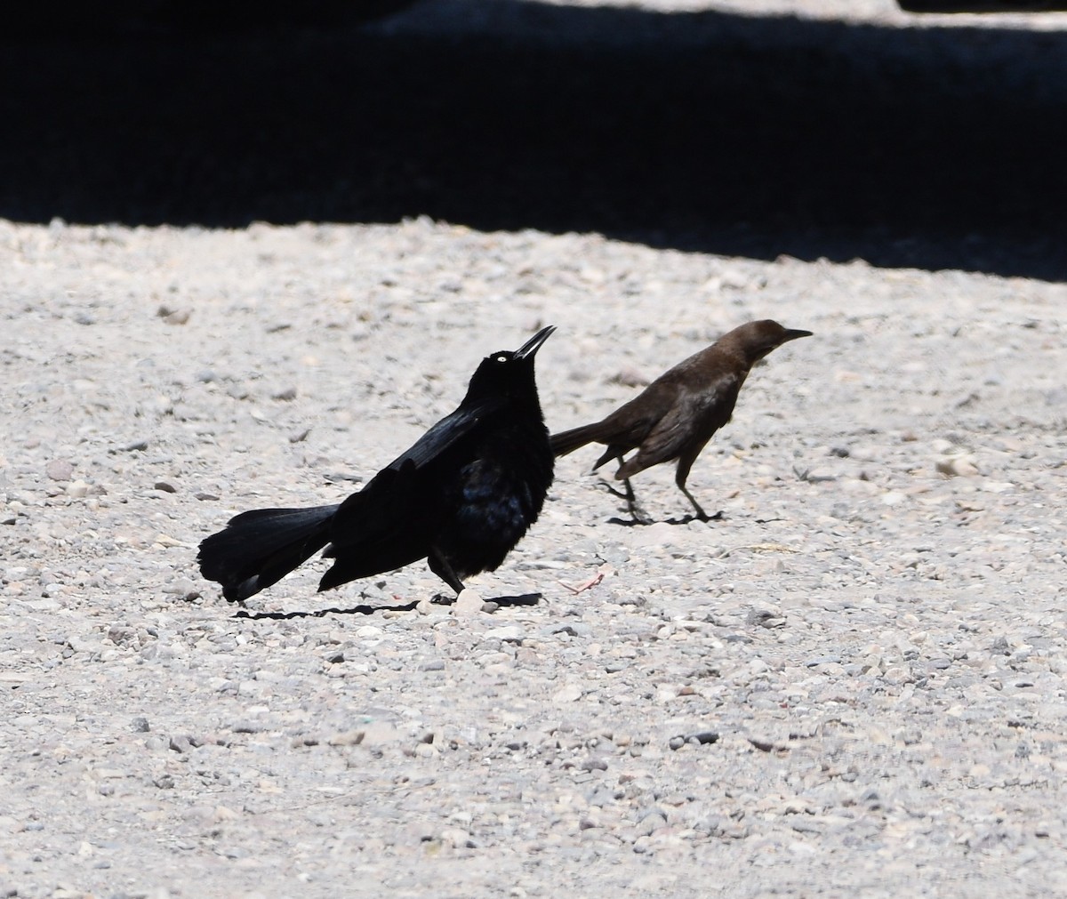 Great-tailed Grackle - ML466758151