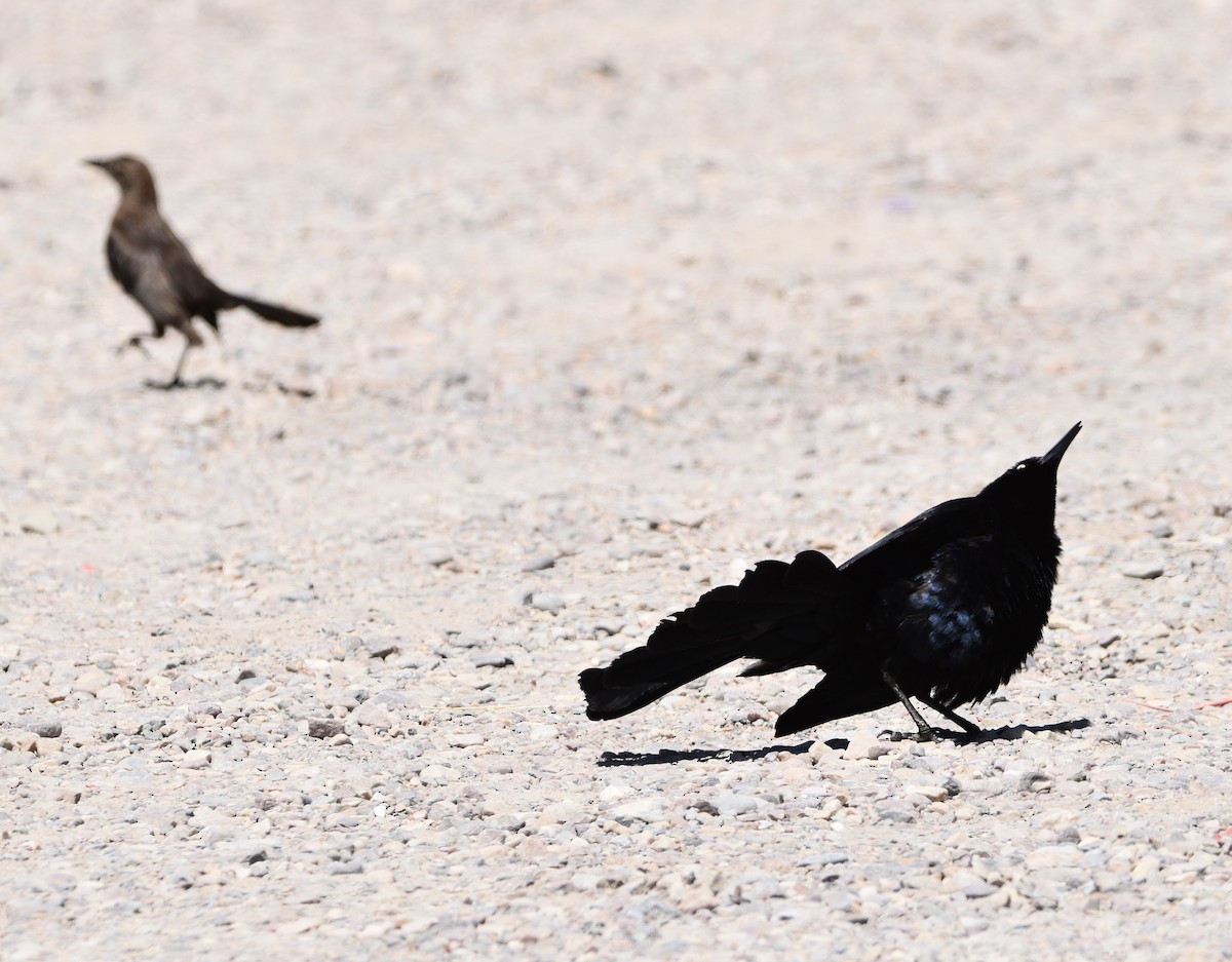 Great-tailed Grackle - ML466758221