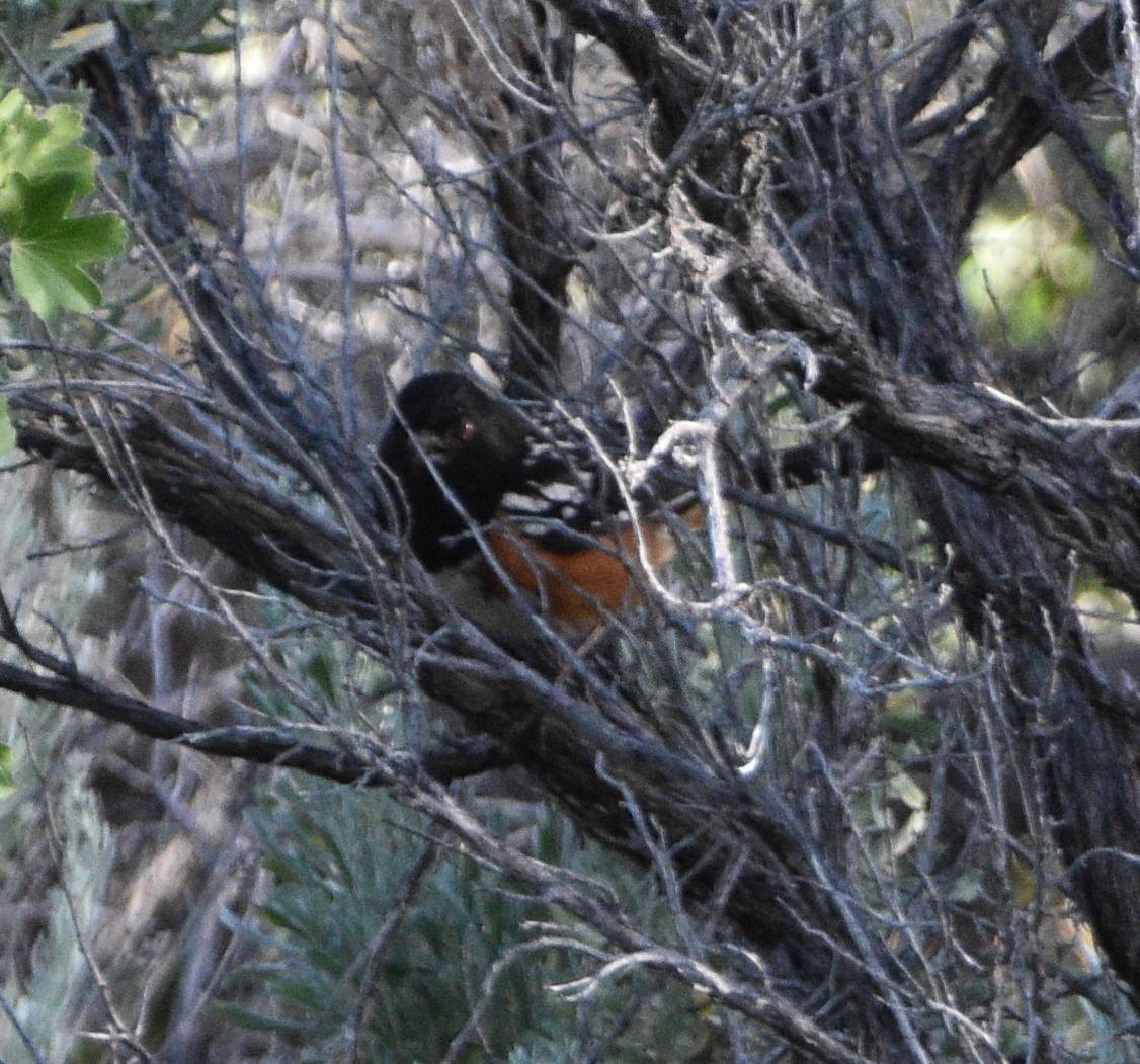 Spotted Towhee - ML466758661