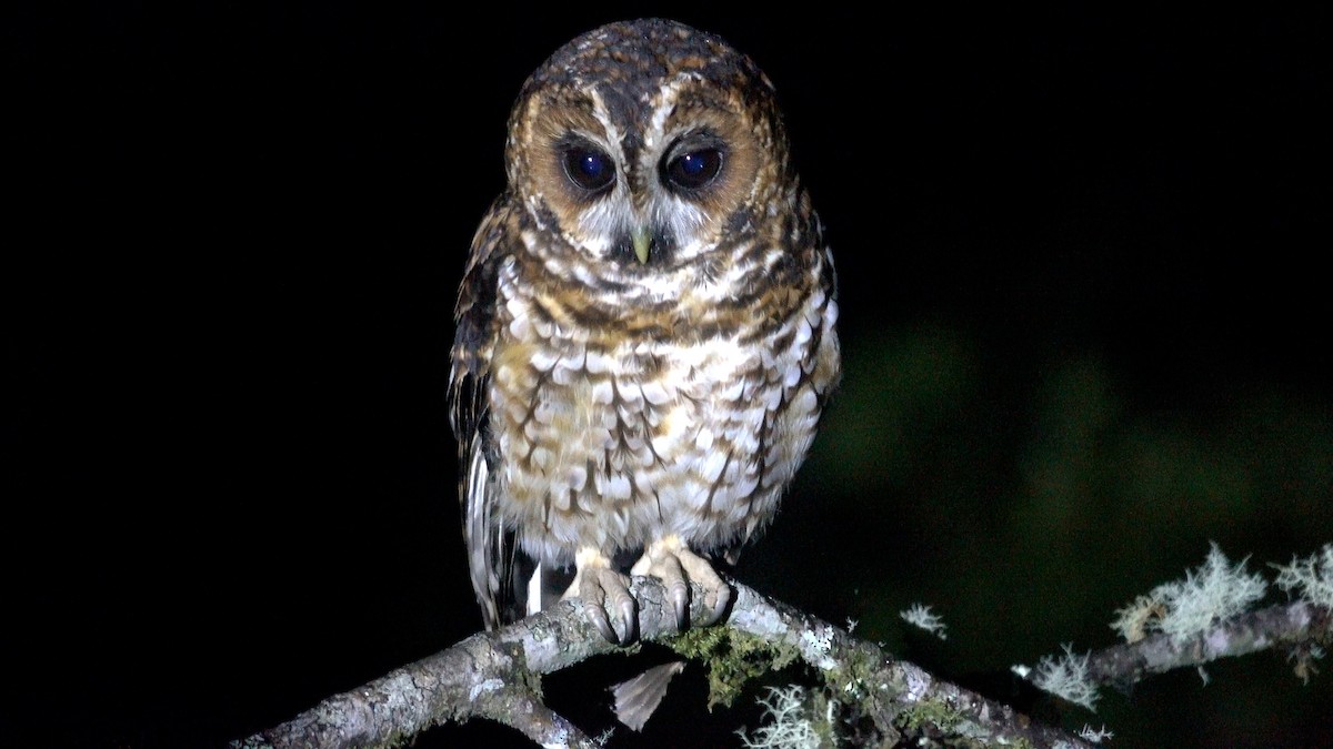 Rufous-banded Owl - ML466759921
