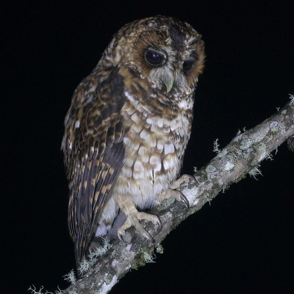 Rufous-banded Owl - ML466760011