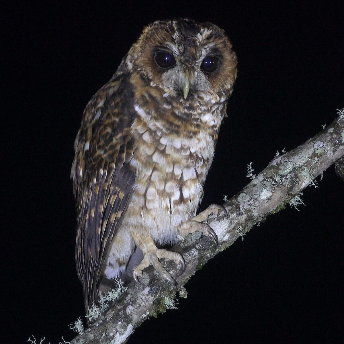 Rufous-banded Owl - ML466760021