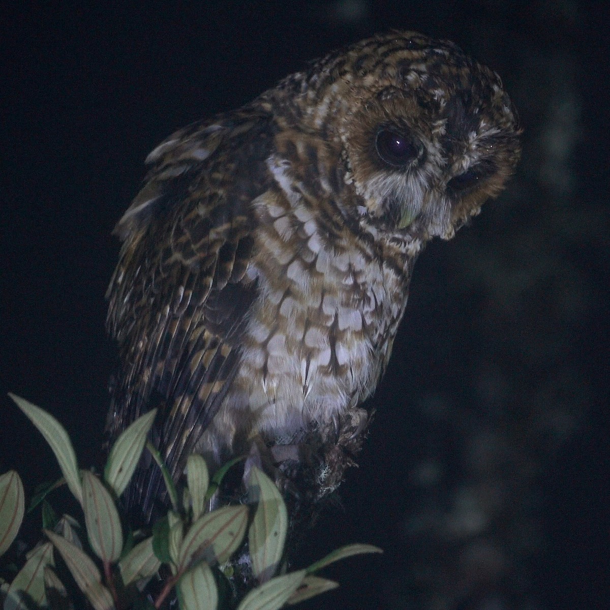 Rufous-banded Owl - ML466760031